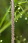 Bladder campion